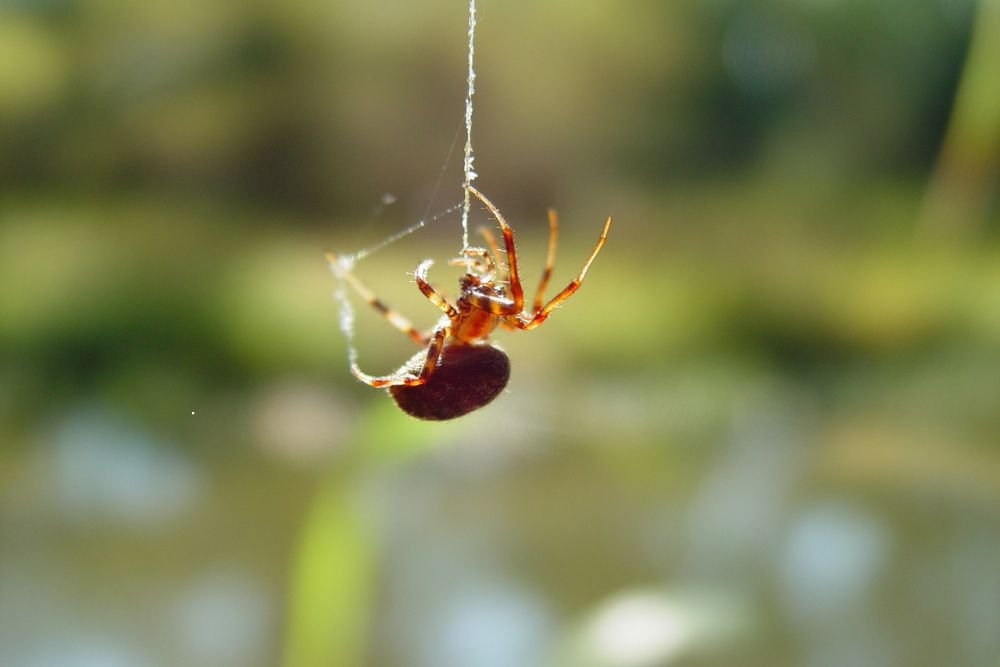 A spider displaying a red orb on its back, associated with spider control services in Renton, WA.